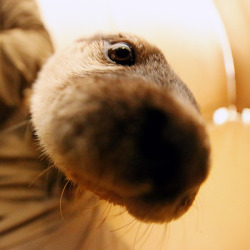 dailyotter:Curious Otter Noses Up to the CameraVia Beginners Blog Otter