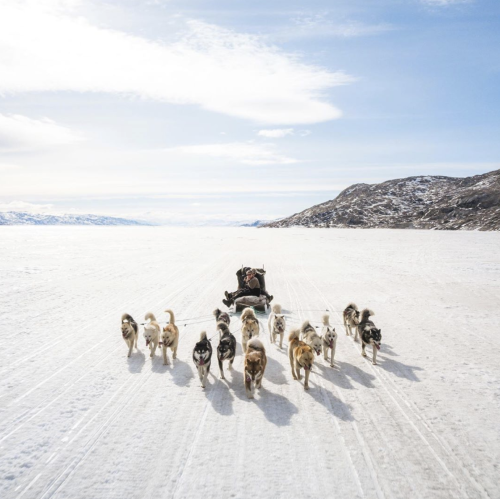 darkwood-sleddog:Greenland Dogs from the Greenland Fiord Tours team 