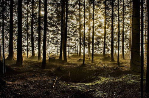 five-guns-days:   landscape-photo-graphy :Photographer Captures the Poetic & Enigmatic Beauty of the Slovenian Forest Slovenian photographer Filip Eremita has devoted his time in capturing the Slovenian forest and its majestic tranquility and wisdom.