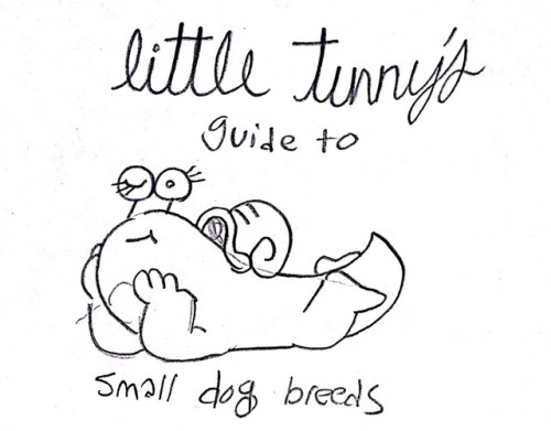 little-tunny:Guide to small dog from my Instagram!guide to big dogsguide to medium dogs