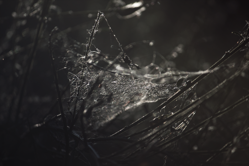 90377:Patterns of Dusk III by ~VoicelessScream