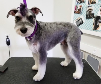 miniature schnauzer mohawk