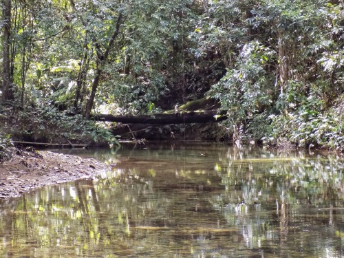 theeyeoftroy: At the beginning of the Avocat trail, Blanchisseuse, Trinidad. Copyright 2017 Troy De 