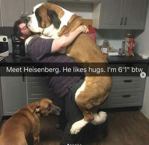 babyanimalgifs:Animal snaps
