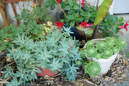 flora-file:
“flora-file:
“ Succulents in my Garden - 6/21/14 - Solstice (by flora-file)
”
6 months ago. Happy winter solstice.
”