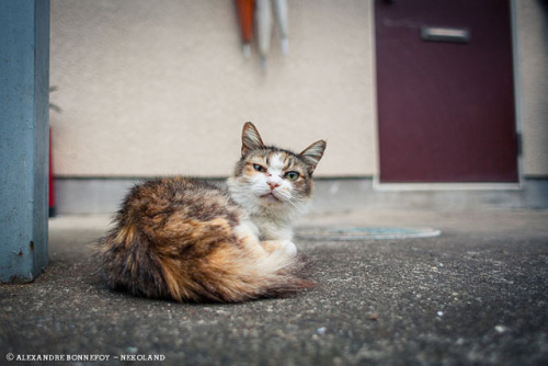 japontotal:  Fotógrafo francés redescubre a los gatos callejeros en Japón El fotógrafo profesional Alexandre Bonnefoy viajó a Japón en busca de “fotografías de fauna urbana”, pero acabó creando una serie de curiosas capturas que muestran a