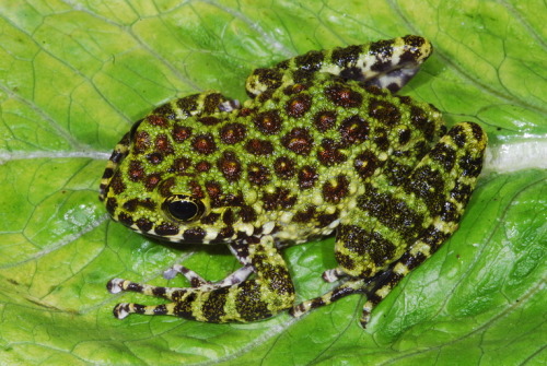 toadschooled:The Ishikawa’s frog [Odorrana ishikawae] is a species endemic to Okinawa Island in Japa