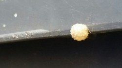 There&rsquo;s a Brown Widow egg sac on the trash bin outside. Looking at some pictures of brown widows, I&rsquo;m pretty sure the spider I removed from the house and put outside a few weeks back was a brown widow. Guess she thanked me for that by laying