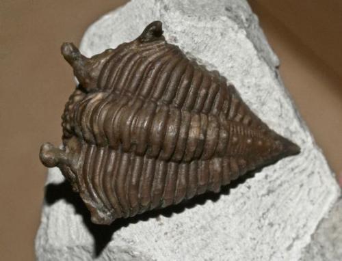 amnhnyc:Love #TrilobiteTuesday? Join us at the Milstein Science Series on January 8 to see rare tril