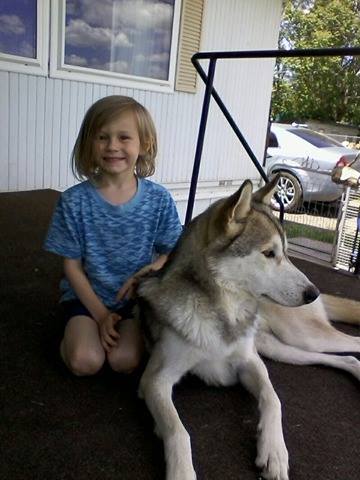 pupcontent: pupcontent:  pupcontent:  While wolfdogs do tend to have high prey drive,