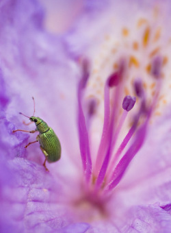 macroramblings:Weevils haven’t been nice to me in the past. I hardly ever get them in focus properly. This picture, however, makes up for it.