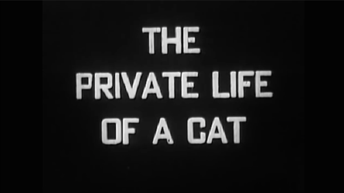 zoubazou:The Private Life of a Cat is an experimental short film by Alexander Hammid and Maya Deren 