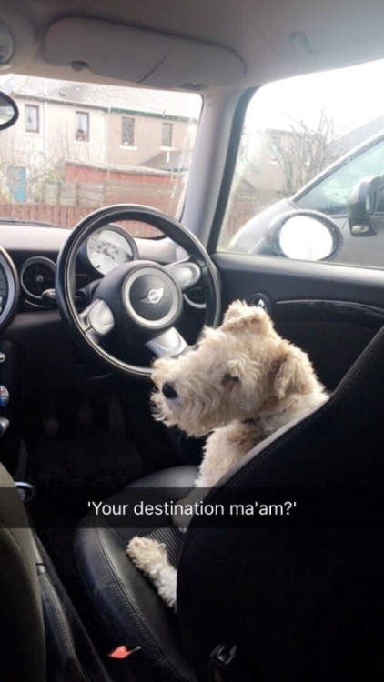 babyanimalgifs:  Dog snapsvia @animalsnaps