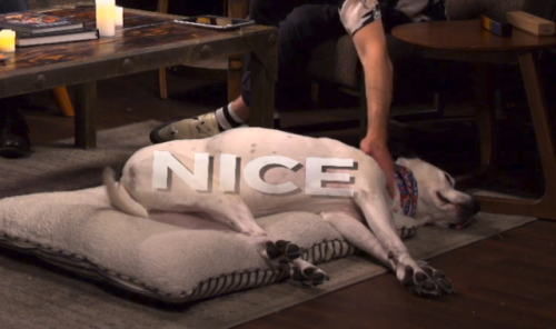 lesbeauan:beetlemancy:Nice[Image description: A photo of Henry, a large white dog, laying down on hi