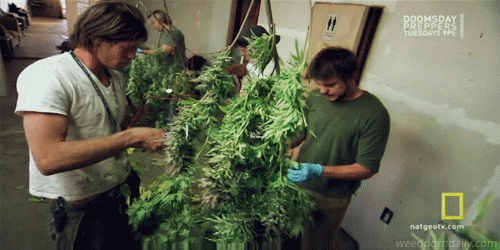 weedporndaily:  Trimming trees on American Weed 