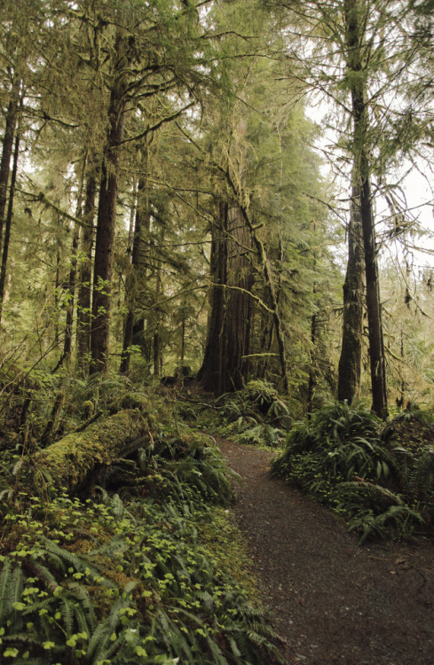 gnatsandmockingbirds:(Rainforest Nature Trail, Quinault, WA. 2017)