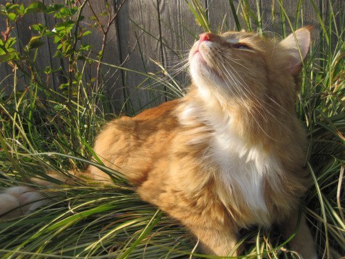 cutencats:  Untitled Source: http://ift.tt/2rE99mZ