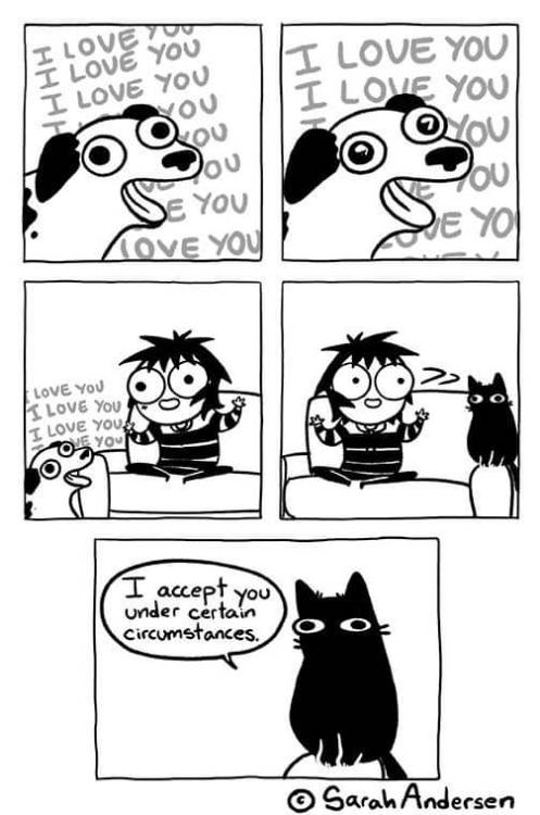 omghotmemes:  Owning a dog vs cat: