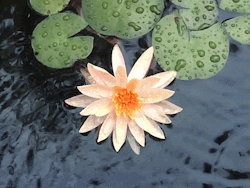 Water lily ❤️