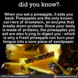 did-you-kno:  When you eat a pineapple, it eats you  back. Pineapples are the only known  carriers of bromelain, an enzyme that  breaks down proteins. Since your body  is made of proteins, the pineapples you  eat are also trying to digest you - which