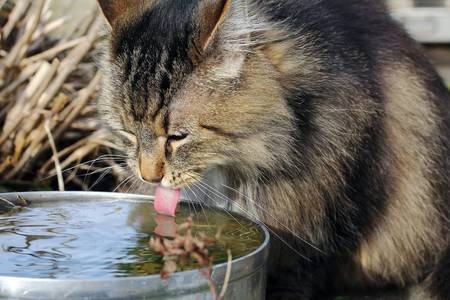 Porn photo catsuggest:  cousin bartók forge his way