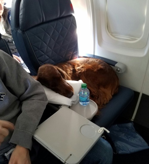 awwww-cute:  This Irish Setter didn’t win the best in its group at Westminster, but it won the best in first class on my flight (Source: http://ift.tt/2lSyUtQ)