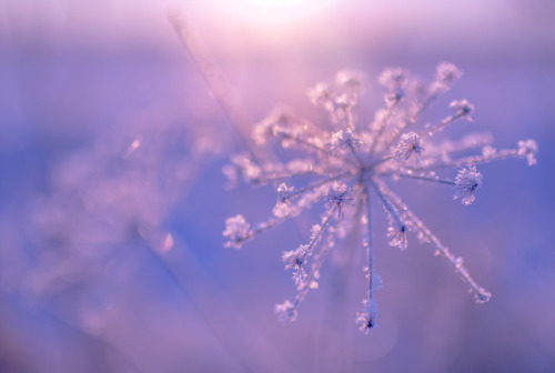 milamai: Winter sparkler