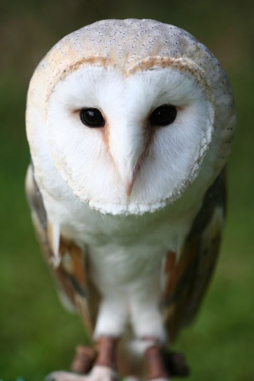 nature-madness - Barn Owl Portrait | Robert Seberi barbagianni...