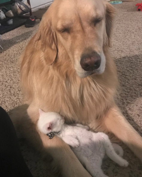 catsbeaversandducks: Mojito The Therapy Dog And Skywalker The Deaf Kitten Best friends!