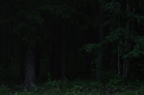 morganathewitch: Own. Dark troll forest.