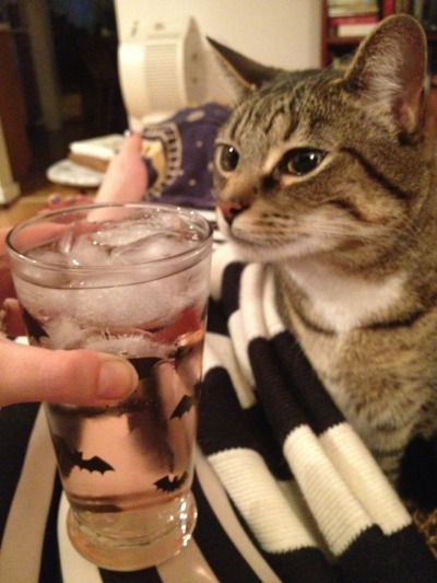 Silly Miss Erzabet No Biting, drinky-drinks are not for kittens.
(Pink sparkling wine, soda water, St. Germaine, ginger liqueur, and strawberry-rhubarb bitters.)