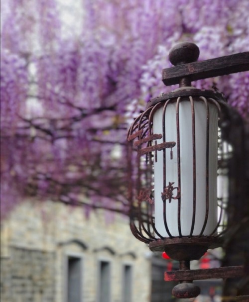 fuckyeahchinesegarden:Wisteria flowers in a hutong