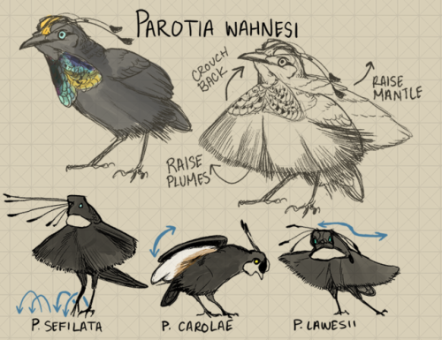 Of the 30 bird of paradise species, Parotia has the most moves in his dance repertoire. 