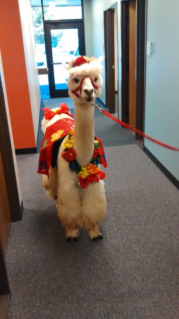 cute-overload:  Just an Alpaca hanging out in my office todayhttp://cute-overload.tumblr.com