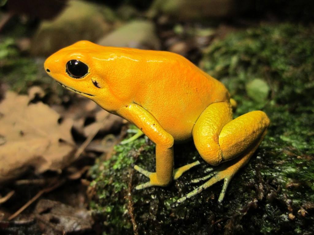  ضفدع السهام الذهبي Golden Dart Frog