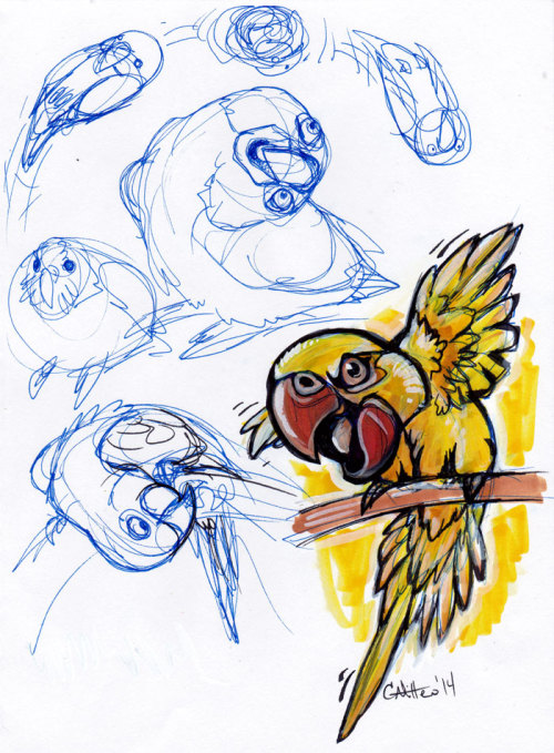 sunnybutte:caramitten:Silly parrot doodles, and a Rosco for sunnybutte here on tumblr :DYou have cap