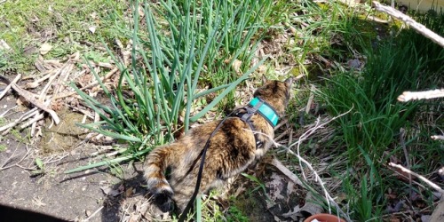 Wednesday went outside today, she did better than the first time (where she got totally scared and w