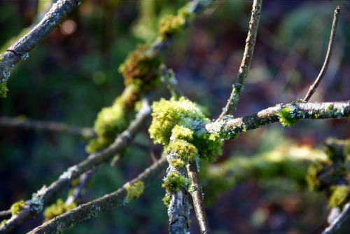 Germany - Duitsland - Sauerland by Marianne de Wit on Flickr.