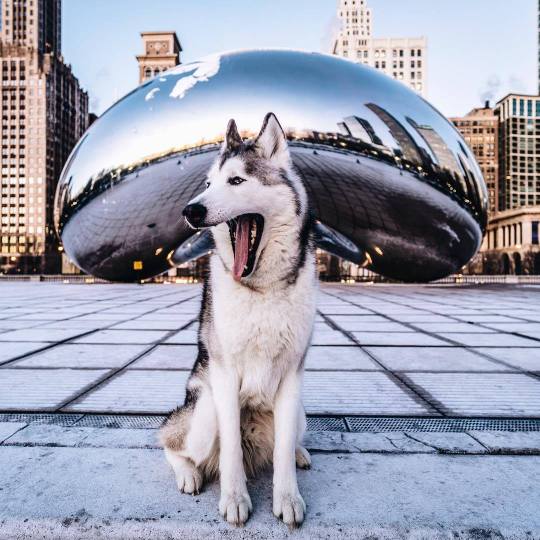 Meet Loki the Wolfdog and his friends.