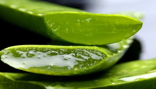morphinezombie: sixpenceee:  Aloe vera is a cactus plant that belongs to the Liliaceae family. It gr