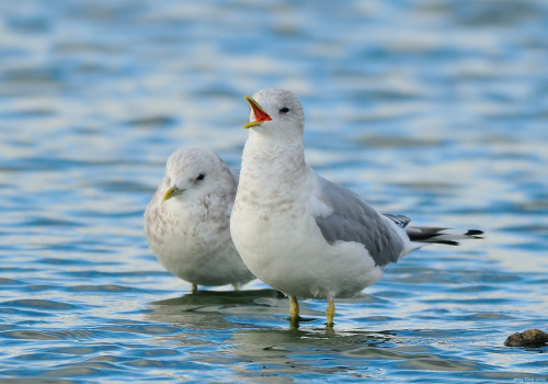 Mew Gull (Larus canus) &gt;&gt;by Jerry Ting