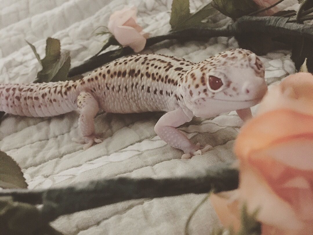 geckomancyy:Flower crown Bijou~