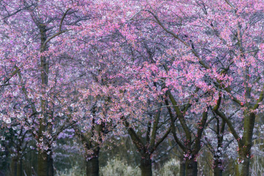 I Photographed The Cherry Blossoms… In Amsterdam!