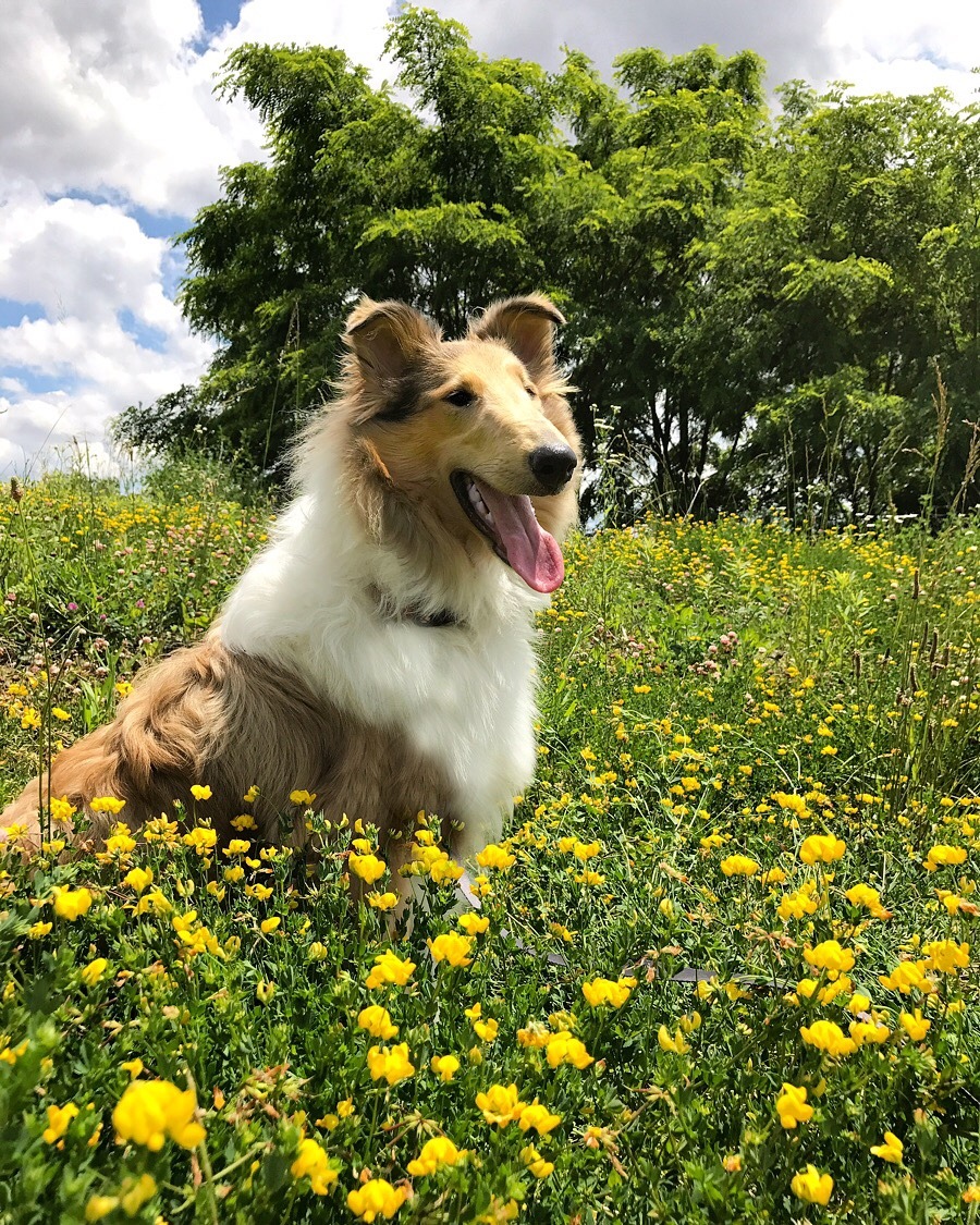 rough collie sable merle