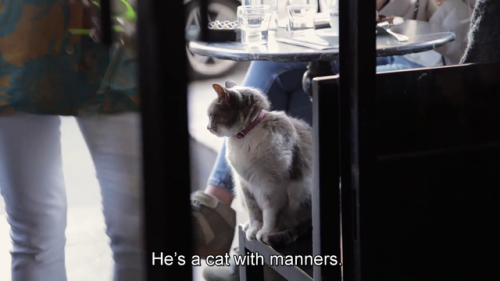 bigxanniee:digitised-celluloid:Kedi. Dir. Ceyda Torun. 2016.I would die for this cat