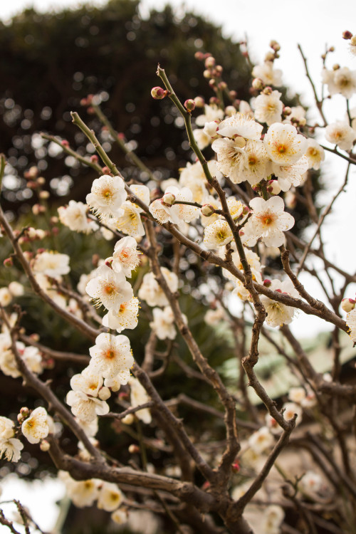 Koishikawa Korakoen plum festival