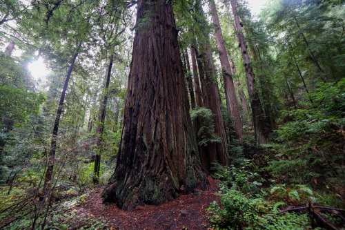 steepravine: Majestic Old Growth Redwood porn pictures