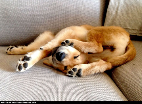 aplacetolovedogs:  The cutest puppy pretzel ever! jeszie Visit our poster store Rover99.com
