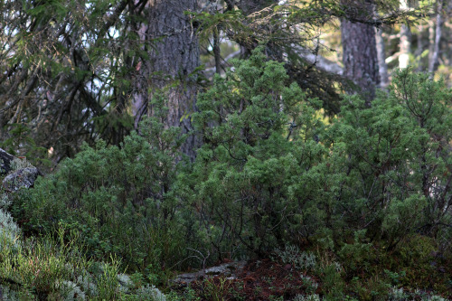 Murstensdalen nature reserve in Västmanland, Sweden. 