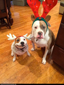aplacetolovedogs:   Omigosh these two dogs are super adorable in their reindeer hats. Derpy dog and grumpy dog, not sure which one is cuter adamdevigili Visit our poster store Rover99.com 
